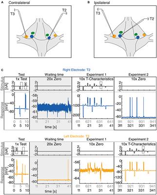 Cell anatomy and network input explain differences within but not between leech touch cells at two different locations